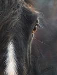 Horse Portrait