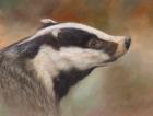 Badger Study