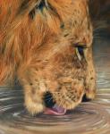 Lion Head Drinking