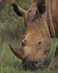 Rhino And Oxpecker Bird