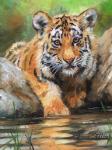 Tiger Cub Water