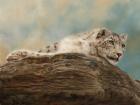 Snow Leopard 14