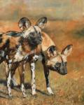 African Wild Dogs