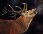 Red Deer Stag Winter Breath