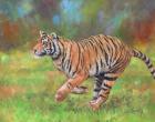 Tiger Running