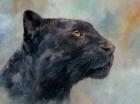 Panther Gaze Up