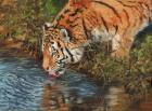 Tiger Drinking