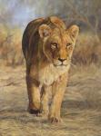 Lioness Walk