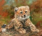 Cheetah Cub Laying Down