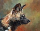 Wild Dog Portrait