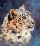 Snow Leopard Portrait 2