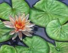 Water Lily