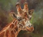 Giraffe Portrait 2