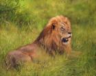 Lion In Grass
