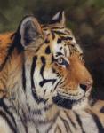 Tiger Portrait 7