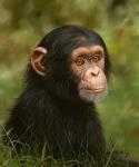 Chimp