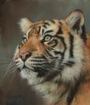 Young Sumatran Tiger Portrait