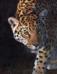 Jaguar Portrait 2