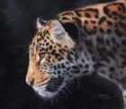 Jaguar Portrait