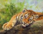 Tiger Cub Rock