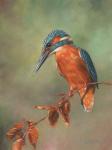 Kingfisher Perched