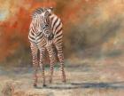 Zebra Foal Standing