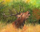 Red Deer In Field