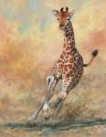 Young Giraffe Running