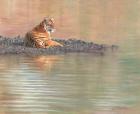 Tiger Water Repose