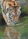 Tiger Cub Reflections