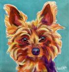 Yorkie - Snookie