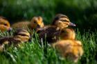 Ducklings