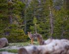 Yosemite Wildlife