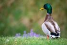 Mallard Duck