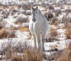 Horse in the Snow