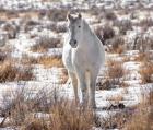 Horse in the Snow