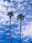 Palms & Blue Skies