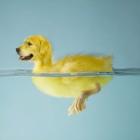 Dog Duck