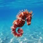 Seahorse