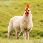 Chickensheep