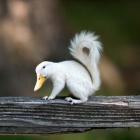 Duckbilled Squirrel