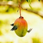 Mangobird