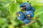 Parrotberries