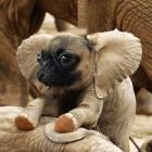 Pugephant