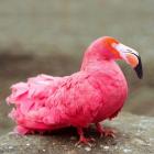 Short neck flamingo