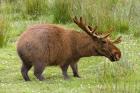 Capybaroose