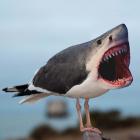 Sharkgull