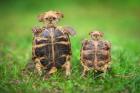 Turtle Pups