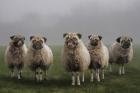 Sheepugs
