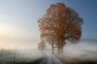 Autumn on Hyatt Lane